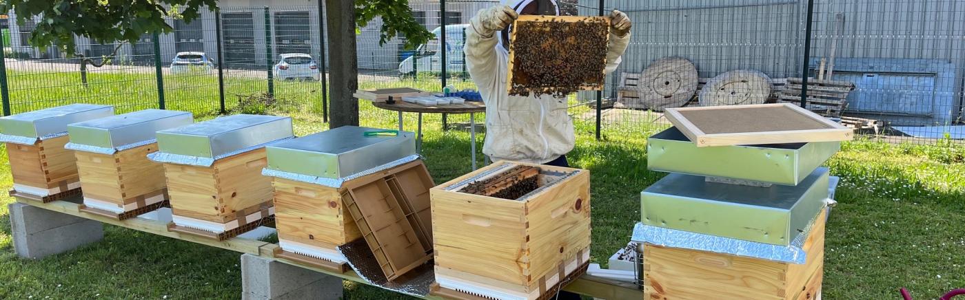 Mise en place des ruches chez Quonex Alsatel 
