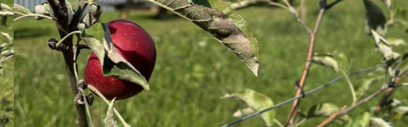 Quonex Alsatel a récolté sa première pomme ! 