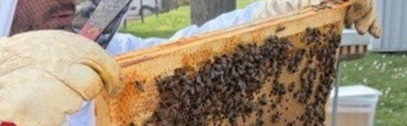 Nos ruches accueillent le printemps !