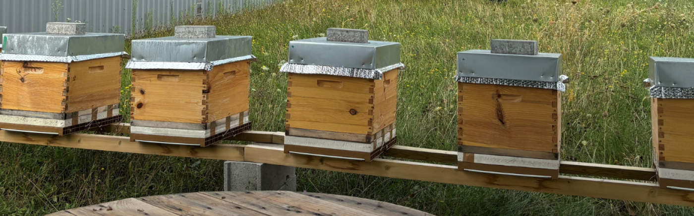 Nos ruches accueillent le printemps !