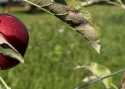 Quonex Alsatel a récolté sa première pomme ! 