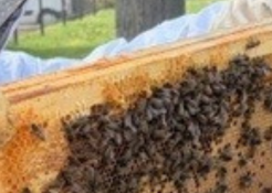 Nos ruches accueillent le printemps !