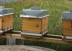 Nos ruches accueillent le printemps !